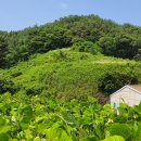 돌고개로 | 화왕지맥 마지막 제2구간 들고개에서 남지읍 낙동강까지 산행후기