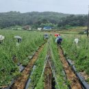 장씨농장 이미지