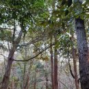 강창학종합경기장 주경기장 | 2026년 제주도 오름 오르기(3) - 올해 전국체전 주경기장 공사가 한창인 강창학종합경기장을 품은 월산봉