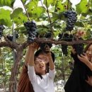 충북 영동 여행 / 영동포도축제 후기 내년에 다시 만나요 이미지