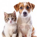 사송 동물 메디컬센터 이미지