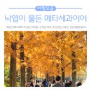 경상국립대학교 학생생활관칠암분관 | 낙엽이 물든 메타세과이어