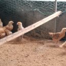 태성농장3 이미지