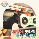 콩캣 | 캣타워 안 올라가는 고양이 어떡하면 좋을까요?