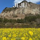 유채와바다 | 제주 산방산 유채꽃 명소 가다가 멈춘 유채꽃밭 솔직후기 (개화상황, 입장료, 주차정보)