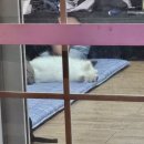 솔내음펜션 | 태안 안면도 가성비까지 좋은 솔내음펜션 애견동반 가족여행 추천 후기