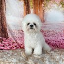 퍼피루시드 이미지