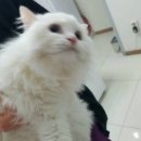 닥터김 동물병원 이미지