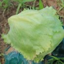 날개농장 이미지