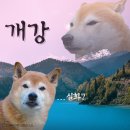 안아픈세상정웅기의원 | 지능 = 0 (내돈내산 마운자로 2주차 후기)
