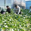 춘화농장 이미지