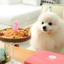 (주)힐링펫 이미지