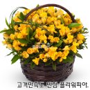 플라워피아 - 의정부시 평화로 363 | 꽃배달 추천 후기평 좋은곳