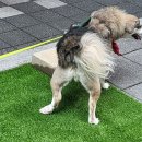 별내아이파크약국 | 별내 동물병원 외과 본바른동물의료센터 다녀온 후기