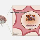 한올바이오파마(주) | 한올바이오파마 주가 전망 2026 목표주가 76,000원 가능성은?