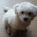 우리집코코 이미지