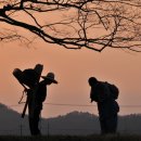 사랑나무 이미지