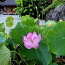 선문염송설화 이미지