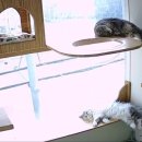 고양이의 봄, 묘랑묘랑 이미지