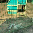 진도개패밀리 이미지