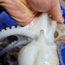 남해쭈꾸미 이미지