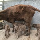 쌍둥이축산 이미지