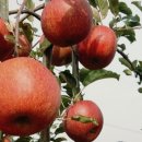 원준농장 이미지