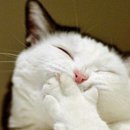 헬스리아 이미지