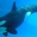 범고래PC 이미지