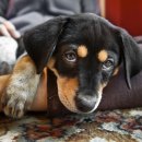 find your dog 이미지