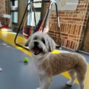 마이핫독 이미지