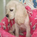 최영준동물병원 이미지