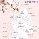 올해도 서울서 '3월 벚꽃'…4월같은 날씨에 개화시기 최대 2주 빨라 이미지