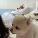 몽언니애견미용실 이미지