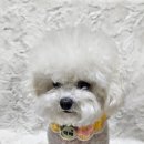 강아지야광 이름표 케이프 맞춤제작 아름블링 니트 꽃 케이프 후기