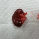 신장동물병원 이미지