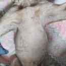 동그란 멍멍이 | 🐶 강아지 피부낭종 + 곰팡이성 피부염 치료 후기 (병원비, 수술 계획까지)