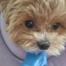 빅토리아펫 강아지고양이 잠실점 이미지