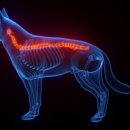 연수동물메디컬센터 이미지