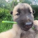 멋진강아지 이미지