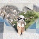 강아지꿈 | 거창 강아지분양 티컵강아지분양 꿈꿨지만반전 후기