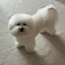 버블펫쌀롱 이미지