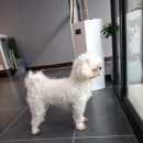 댕댕이모 이미지