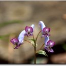 대천천1 이미지