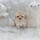 드림독 강아지분양 안심분양센터 잠실점 이미지