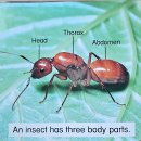 21 What Is An Insect? 이미지