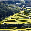 관조하는 동자승 이미지