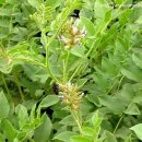 감초한의원 이미지