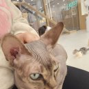 캣플헤븐 천안불당점 이미지