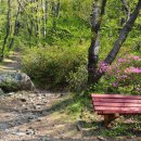 편백향기 이미지